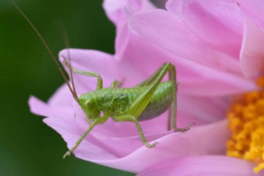 Avrupa 'nın büyük yeşil çalı çekirgesinin bir perisi olan pembe çiçeğin üzerindeki Tettigonia viridissima' nın doğal yakın çekimi