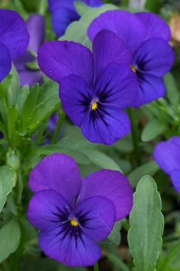 Canlı bir Prusya Mavisi Johny atlayışı, Viola bahçesinde üç renkli