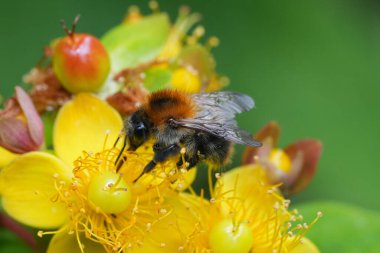 Doğal olarak kahverengi kuşaklı yaban arısı, sarı çiçekli Bombus Pascuorum.