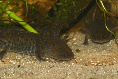Soyu tükenmekte olan Meksika 'nın neotenik semenderi Ambystoma andersoni' nin su altında detaylı görüntüleri.