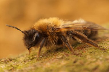 Dişi bir Dawn maden arısının doğal yakın çekimi, Andrena nycthemera