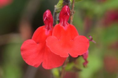 Canlı kırmızı adaçayı çiçekleri, Salvia mikrofillla bahçede.