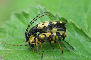 Erkek ve dişi benekli uzun boynuzlu böcek Leptura maculata 'nın çiftleşme ampleksine doğal olarak yakın çekim.