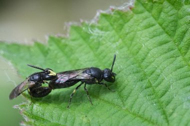 Hylaeus komünis erkek ve dişi ortak sarı yüzlü arının doğal çiftleşmesi.