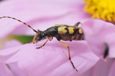 Leptura maculata, benekli bir uzun boynuzlu böceğin bahçedeki pembe çiçeğin doğal yakın çekimi.