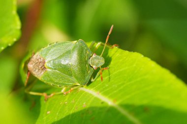 Detaylı bir yakın plan, parlak yeşil bir yaprağa tünemiş canlı yeşil bir böcek gösteriyor. Böceğin eşsiz dokusu ve rengi yemyeşil alanda göze çarpar..