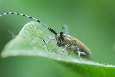 Erkek altın çiçekli gri uzun boynuzlu böcek Agapanthia villosoviridescens 'ın doğal yakın çekimi.