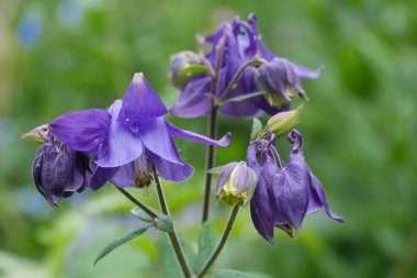Koyu mavi bir kolumba çiçeğinin doğal yakın çekimi, Aquilegia vulgaris in the garden