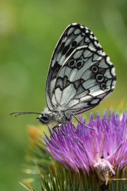Parlak, taze, mermer bir kelebeğin doğal görüntüsü. Melanargia galaksisi. Kapalı kanatları olan pembe bir devedikeni çiçeği üzerinde.
