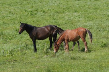 Bu görüntü üç atı gösteriyor, biri kahverengi ayakta, ve iki kahverengi at yemyeşil bir alanda otluyor. Onlar parlak bir gökyüzünün altında uzun yeşil çimlerle çevrilidir..