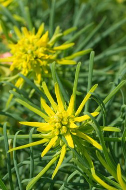 Bulgar dağlarındaki Euphorbia cyparissias yaban çiçeğinin ortaya çıkan sarı çiçeklerine doğal olarak yakın plan