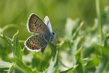 Taze ortaya çıkmış gümüş saplı mavi kelebek Plebejus argus 'un yeşil bir devedikeni iğnesinde açık kanatları vardır.