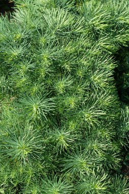 Bereketli yeşil selvi bitkilerine yakın çekim Euphorbia siparissias yoğun, görsel olarak çekici bir doku oluşturur