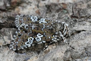 Renkli baykuş güvesi Lamprosticta Culta 'nın ahşap üzerinde otururken doğal detaylı görüntüsü.