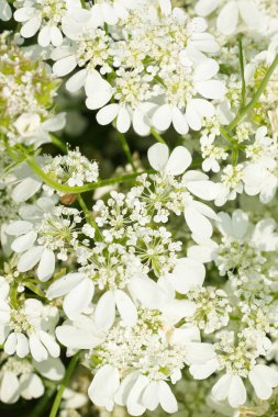 Bulgar dağlarındaki zengin beyaz çiçekli ya da beyaz dantel çiçekli Orlaya görkemli çiçeğine doğal olarak yakın çekim