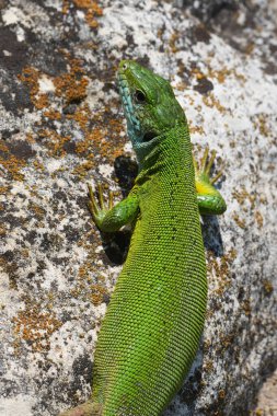 Avrupa 'nın canlı yeşil kertenkele Lacerta viridis' ine doğal dikey yakın çekim