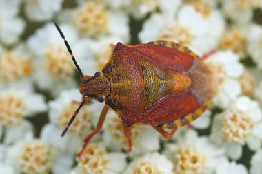 Beyaz bir Achillea çiçeğinin üzerinde siyah omuzlu bir Shieldbug Purpocoris Purpureipennis 'in doğal yakın çekimi.