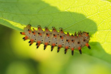 Natural closeup on orange colored spiky caterpillar of European Southern Festoon butterfly Zerynthia polyxena