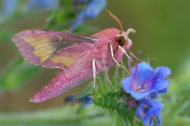 Natural closeup on a colorful pink Small Elephant Hawk-moth Deilephila porcellus on a blue Echium flower