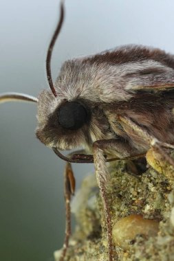 Avrupa 'nın gri çam güvesi Sfenks pinastrinin doğal dikey görüntüsü.