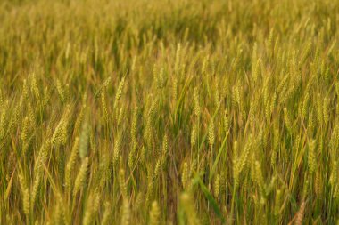 Olgunlaşan buğdayların yoğun bir tarlası güneşte güneşlenerek desenli bir altın rengi ve sallanan tahıl manzarası yaratır. Görüntü bir huzur ve bolluk hissi uyandırıyor..