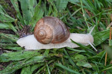 Yenilebilir büyük bir salyangoz, Burgonya ya da Roma salyangozu, Helix pomatia