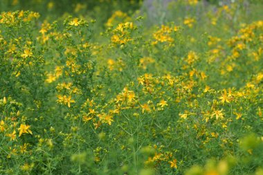 Aziz John 'un yabani otları Hypericum Performansından oluşan sarı çiçekli parlak bir tarlaya doğal olarak yakın çekim.