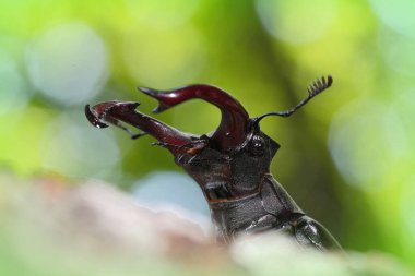 Düşük açılı Avrupa erkek geyik böceği Lucanus cervus turcicus 'a yakın çekim