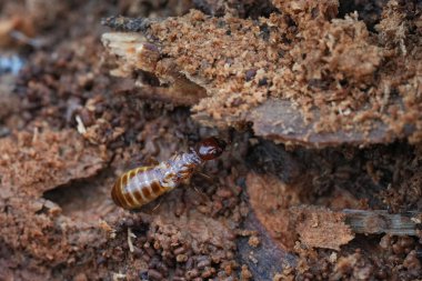 İşçi Nevada termiti Zootermopsis nevadensis 'e doğal olarak yakın çekim. sönümlenmiş tahtakurularının.