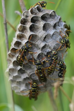 Bir Polistes 'e dikey olarak yakın çekim. Nimpha kağıt yaban arısı yuvası. Çimlerde işçi arılar tarafından korunuyor.