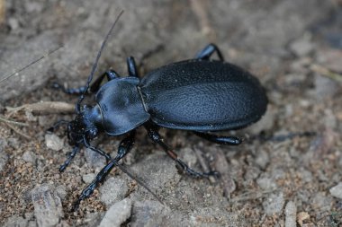 Yerdeki koyu siyah deri deri böcek Carabus Coriaceus 'un doğal yakın çekimi.