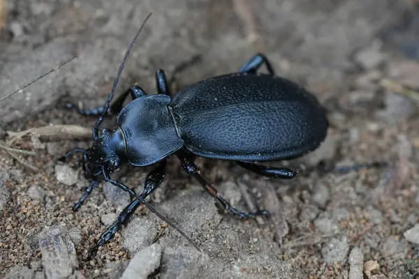 Yerdeki koyu siyah deri deri böcek Carabus Coriaceus 'un doğal yakın çekimi.