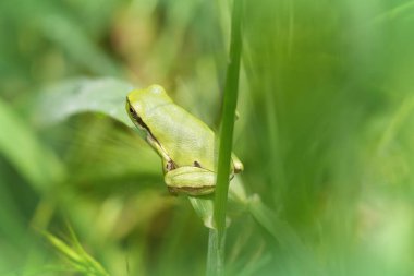 Kuzey Bulgaristan 'da küçük yeşil bir Doğu ya da Doğu Ağacı Kurbağası, Hyla Orientalis' e doğal olarak yakın plan