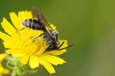Andrena 'nın parlak sarı bir çiçekten nektar içen erkek maden arısı türünün doğal detaylı görüntüsü.
