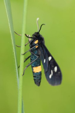 Diurnal renkli Avrupa güvesi dokuz benekli kelebek Amata phegea 'nın doğal yakın çekimi.