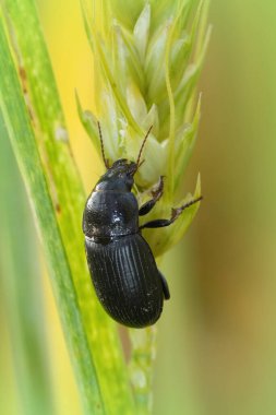 Siyah zemin böceğinin doğal dikey görüntüsü, bitki örtüsüyle beslenen Zabrus