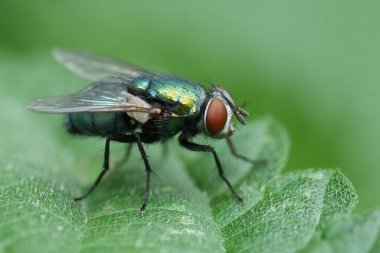Canlı renkli yeşil şişe sineği Lucilia Sericata 'nın doğal detaylı görüntüsü.