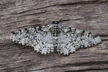 Beyaz benekli Avrupa baykuş güvesi, Biston betularia 'nın doğal yakın çekimi