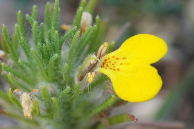 Sarı çiçekli çam çiçeğinin doğal yakın çekimi, Ajuga chamaepitys