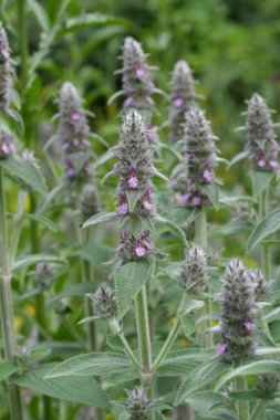 Downy Woundwort, Stachys Germanica adlı tüylü, mor çiçekli bir grubun doğal yakın çekimi.