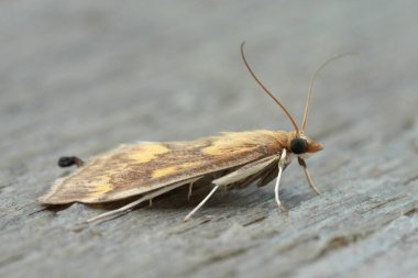 Zararlı Avrupa mısır kurdu güvesi Ostrinia nubilalis 'e doğal alçak açıyla yakın plan.