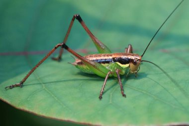 Avrupa 'nın Zarif Çekirge Çekirgesi' ne doğal olarak yakın çekim yeşil yapraklı Pachytrachis Gracilis