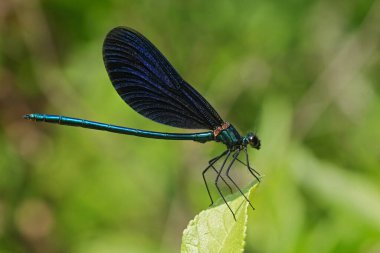 Erkek, güzel ve genç bir bayanın doğal yakın çekimi Calopteryx başak tünemişti.