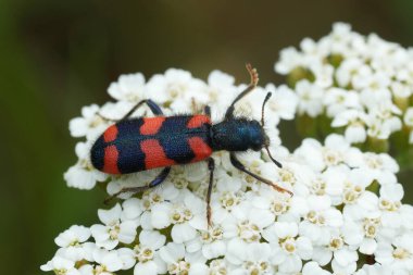Avrupa 'da renkli bir karıncalı böceğe doğal olarak yakın plan. Trichodes beyaz yarrow çiçeğinin favorisi.