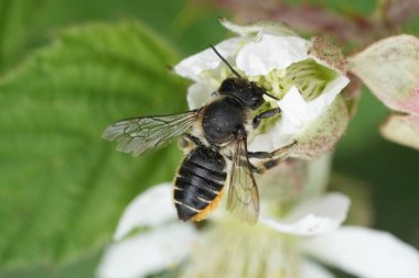 Dişi bir Patchwork yapraklı arı üzerinde doğal yakın çekim, Megachile centuncularis