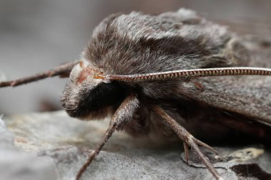 Çam ağacının kabuğunda dinlenen büyük bir Avrupa şahin güvesi olan Sphinx pinastri 'nin doğal yakın çekimi.