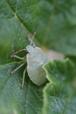 Detaylı olarak yakalanan küçük siyah noktalı yeşil bir kalkan böceğinin canlı bir yaprağın üzerinde dinlendiği görülüyor. Doğanın karmaşık desenlerini ve kamuflaj stratejilerini gözler önüne seriyor..