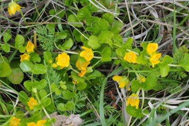 Sarı çiçekli otlar ya da sürünen Jenny, Lysimachia Nummularia 'ya doğal olarak yakın plan.
