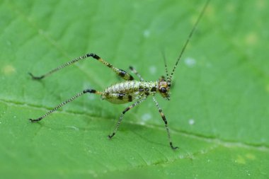 Yeşil ve kahverengi benekli küçük bir katydid nymph belirgin yeşil bir yaprak üzerinde duruyor. Doğal ortamın merkezine yerleştirilmiştir..