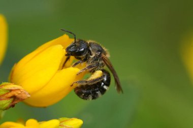 Öküz başlı bir arının doğal yakın çekimi, Lasioglossum zonulum sarı bir kır çiçeğini ziyaret ediyor.